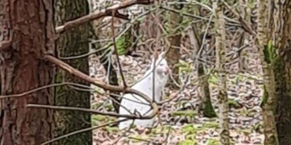 Ontsnapte witte wallaby bij 't Zand in Alphen.