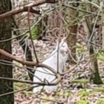 Ontsnapte witte wallaby bij 't Zand in Alphen.