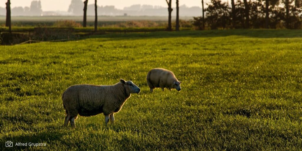 Blauwtong in Alphen-Chaam.