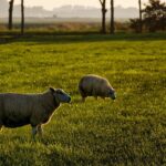 Blauwtong in Alphen-Chaam.