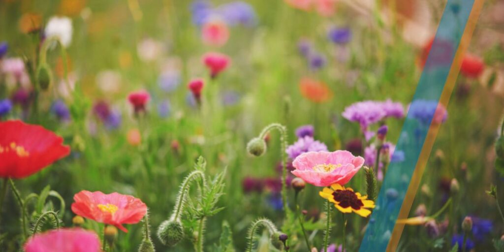 Bloemenakker zorgt voor kleur en leven bij mini-camping in Alphen