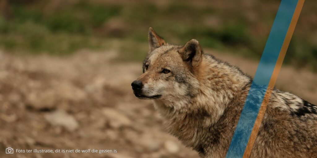 Wolf gezien in bossen Goirle en Hilvarenbeek.