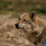 Wolf gezien in bossen Goirle en Hilvarenbeek.