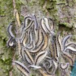 Eikenprocessierups