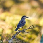 Notenkraker vogel - Wikimedia Creative Commons - Giles Laurent